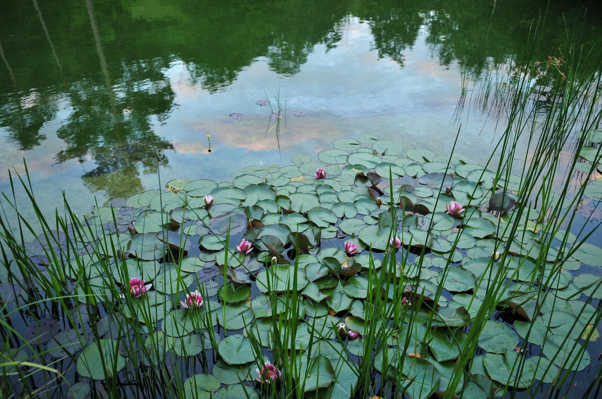 naturbadeteich-luesen