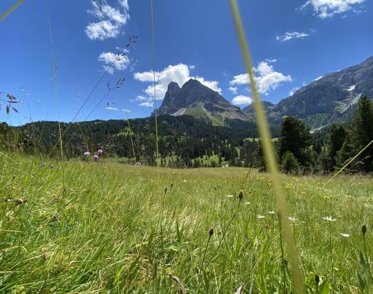 re-zirmkieferweg-sommer-peitler-2